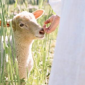 Preparing for Easter: Finding New Beginnings in Caregiving